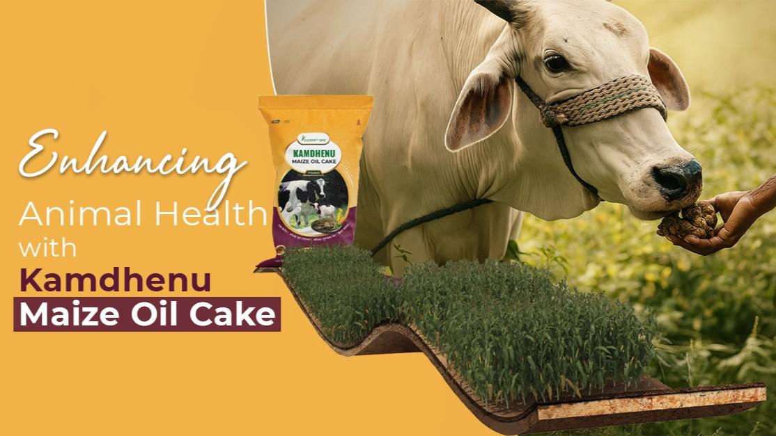 Enhancing Animal Health with Kamdhenu Maize Oil Cake: A Natural Approach