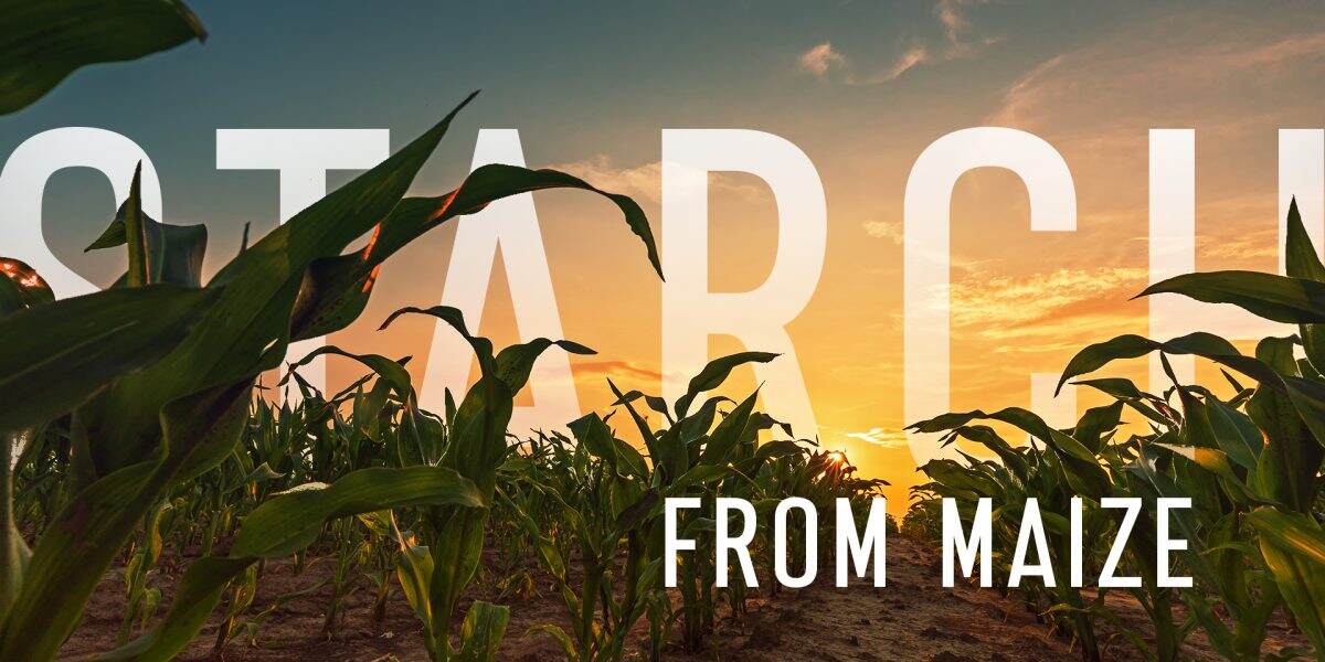 Maize - The Most Effective Material For Modified Starch Production