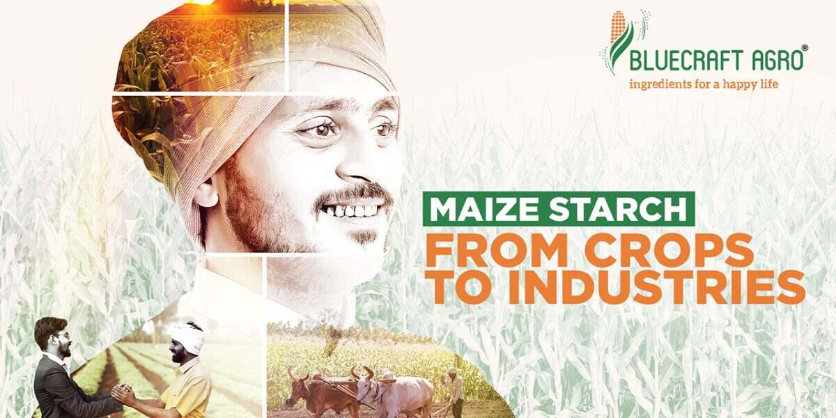 Maize Starch | From crops to industries