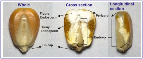 Maize Germ Properties