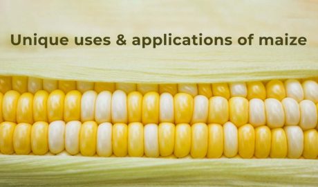 Uses of Corn: Is unique - Everyone needs to read