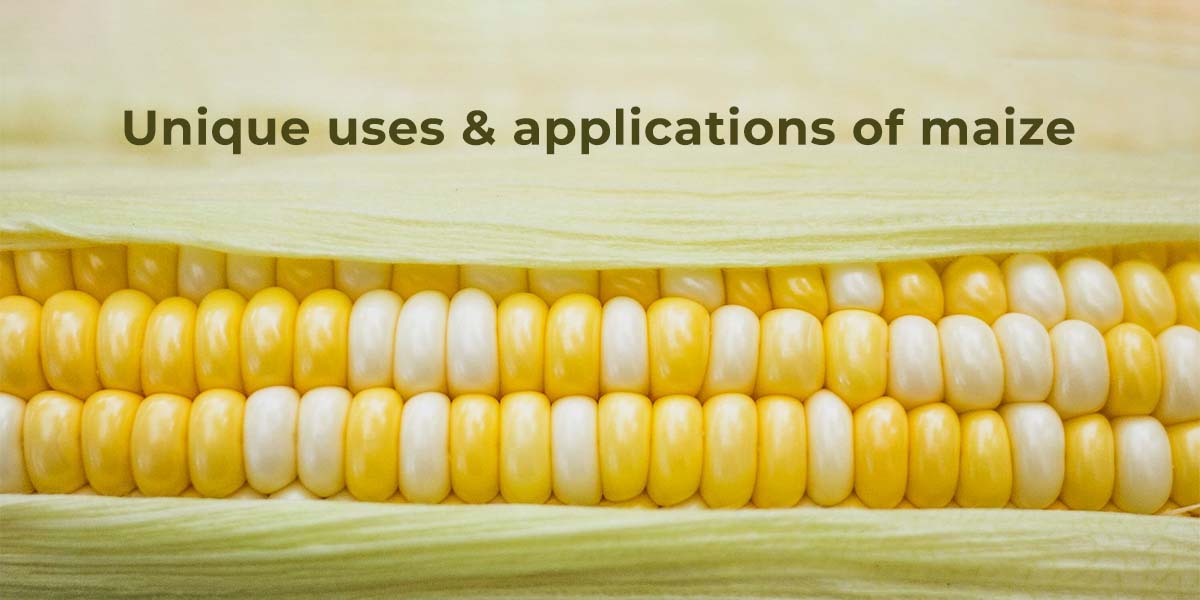 Uses of Corn: Is unique - Everyone needs to read