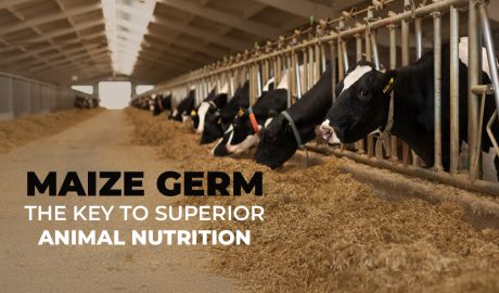 Maize Germ Manufacturer & Supplier Maize Germ for Animal Nutrition