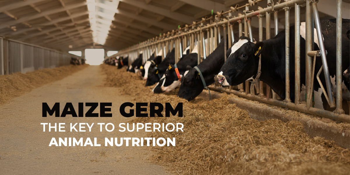 Maize Germ Manufacturer & Supplier Maize Germ for Animal Nutrition